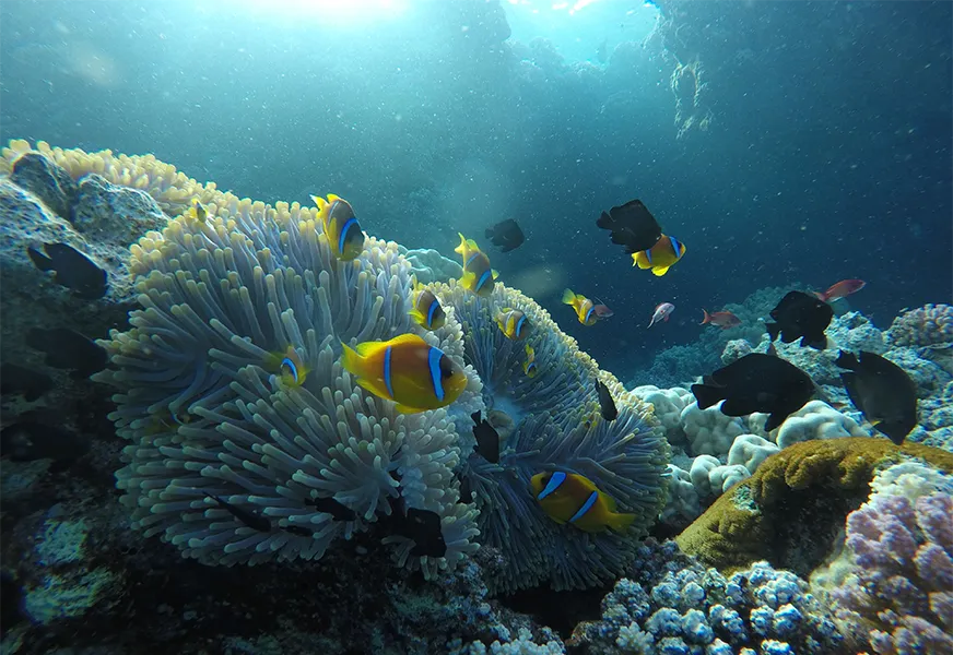 Korallenriff mit Fischen im Roten Meer