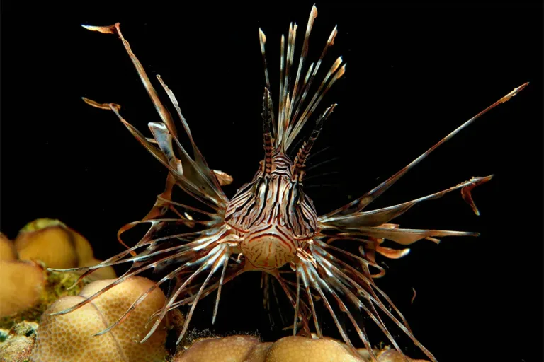 lion fish